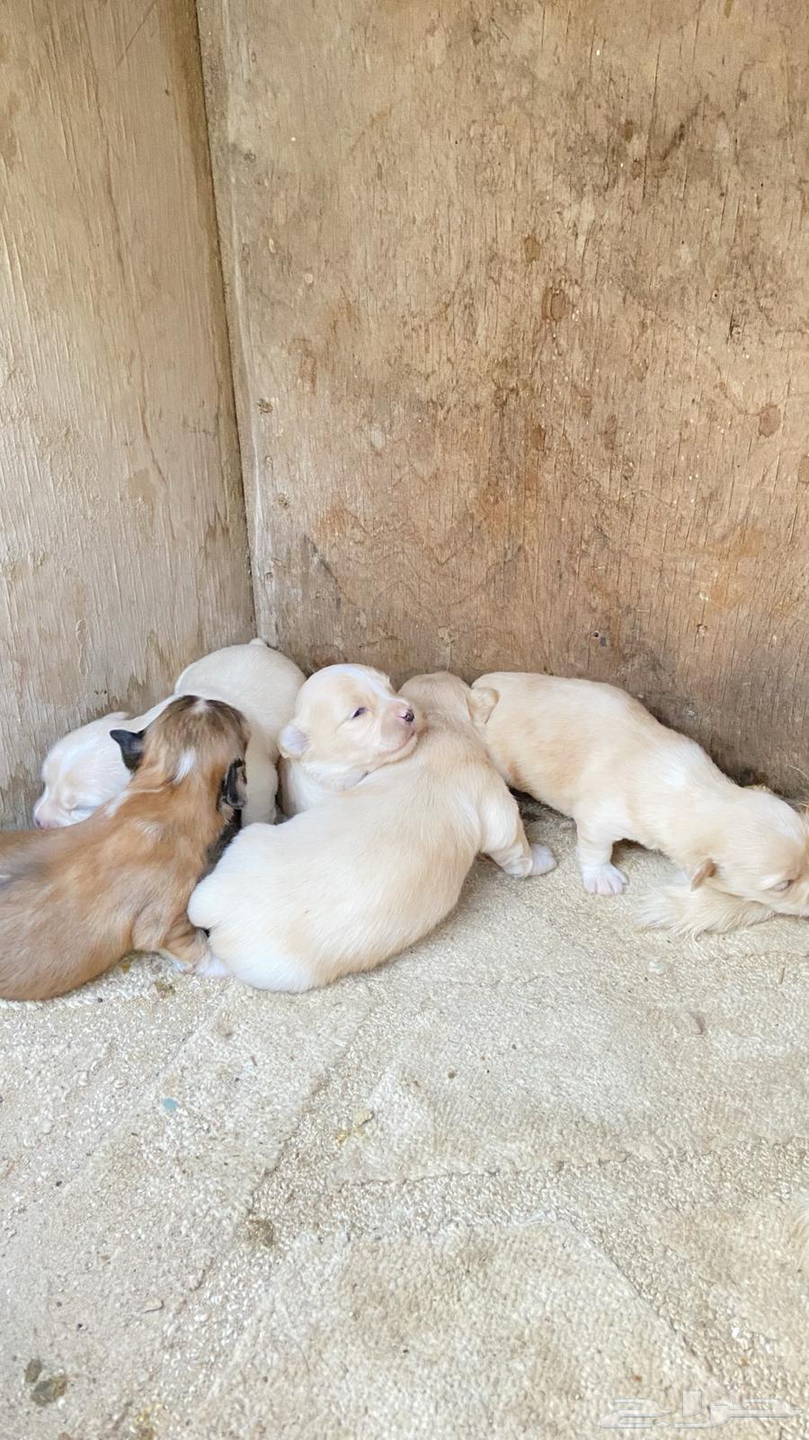 For sale: female Maltese dog with her puppies.63214171754755111