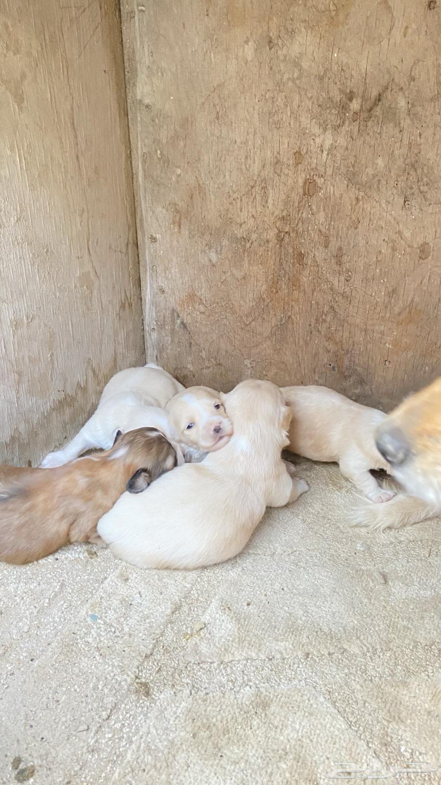 For sale: female Maltese dog with her puppies.63214171754755113