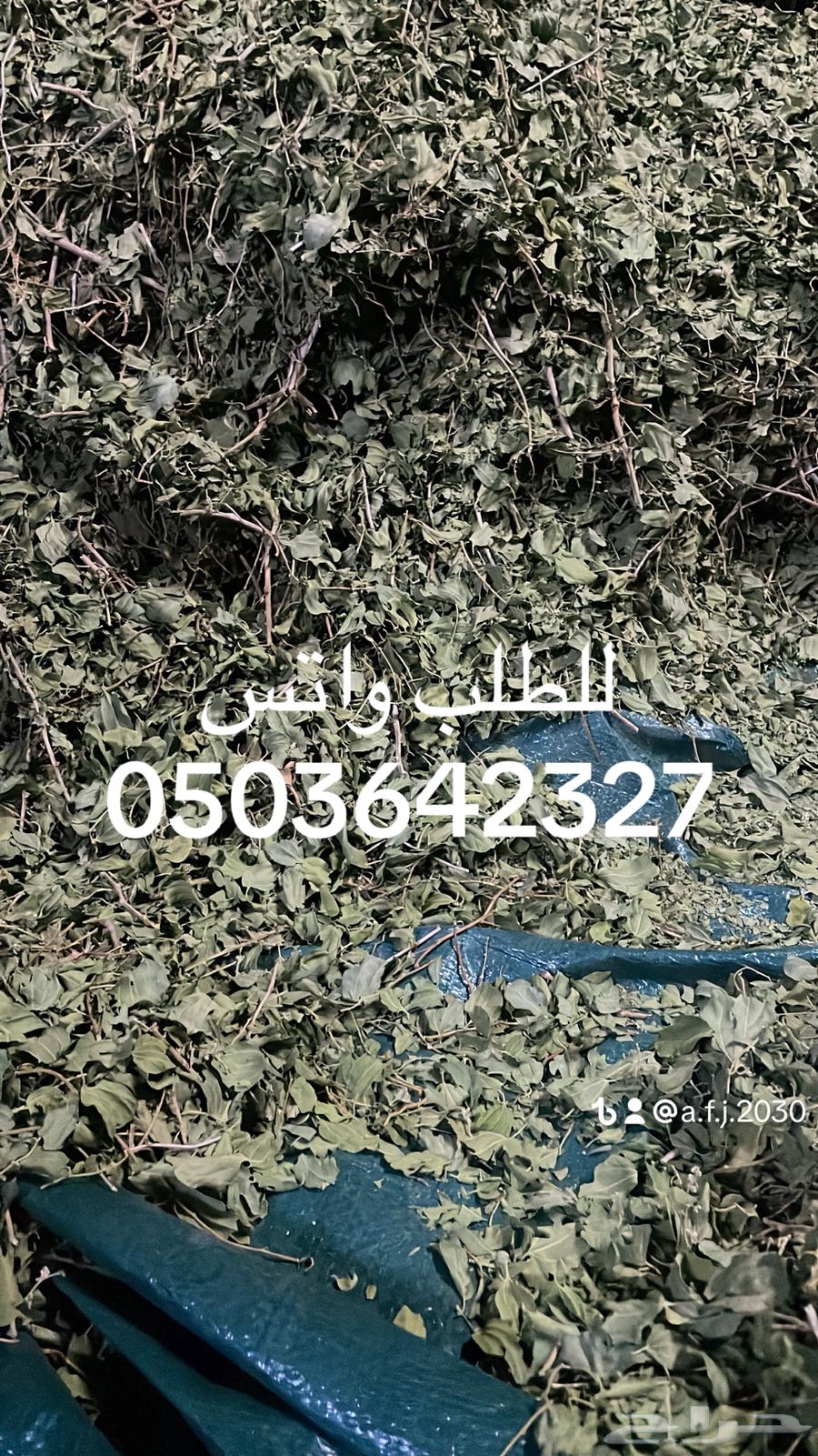 سدر بلدي وحناء مديني63213122882051114