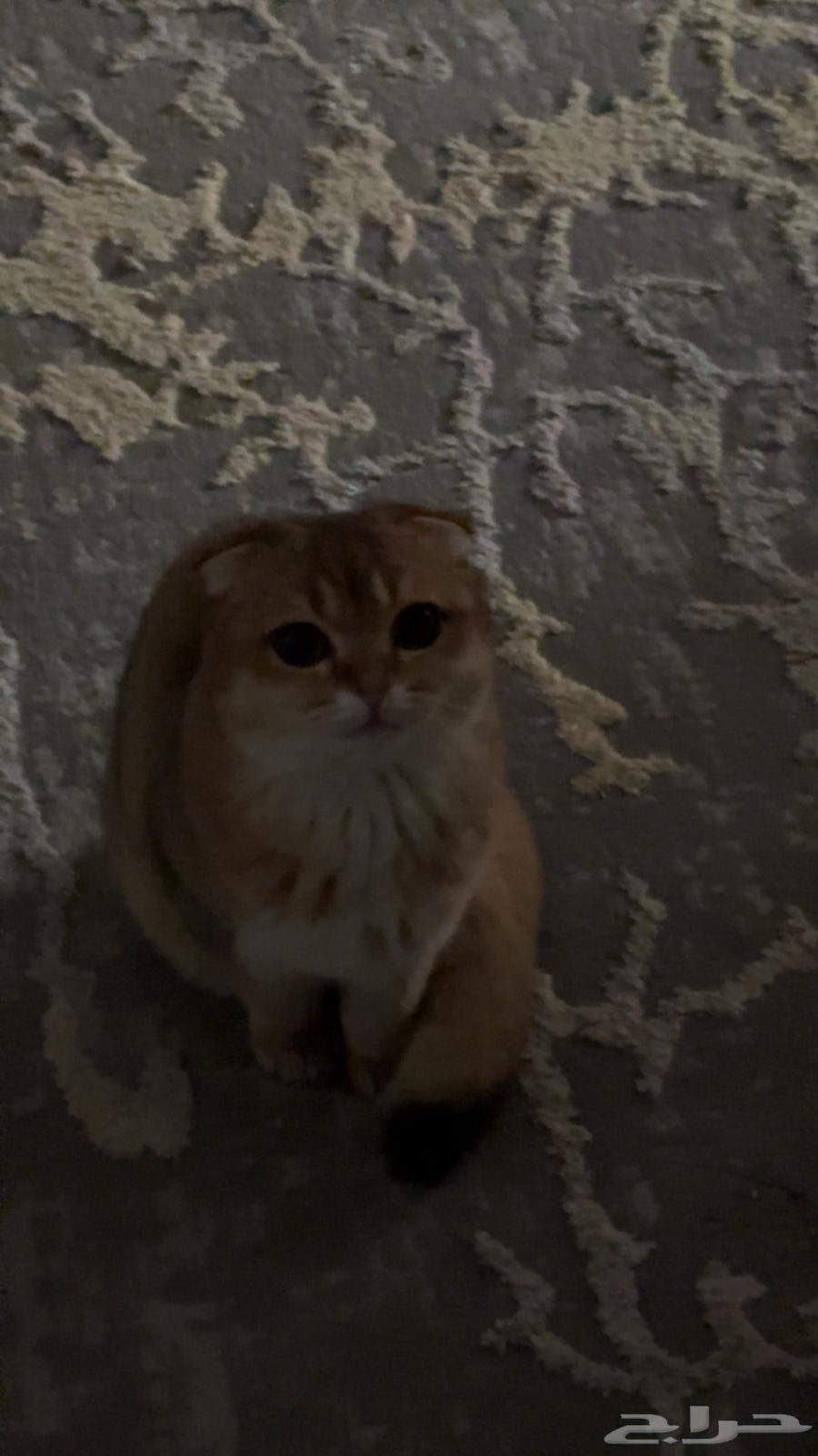 A female Scottish Fold golden cat for sale63213118708355111