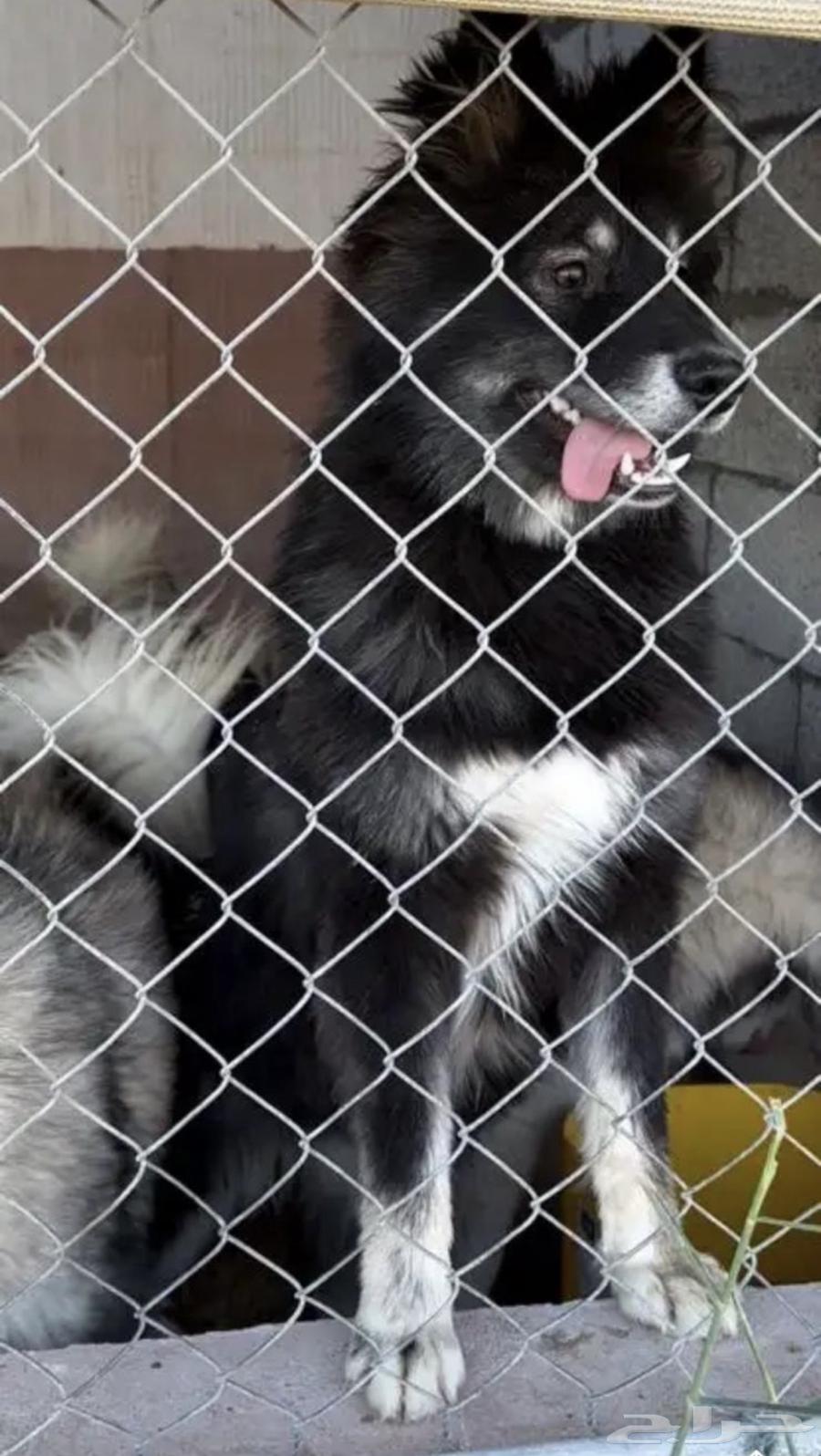 Husky at the door is pregnant63211641449858111