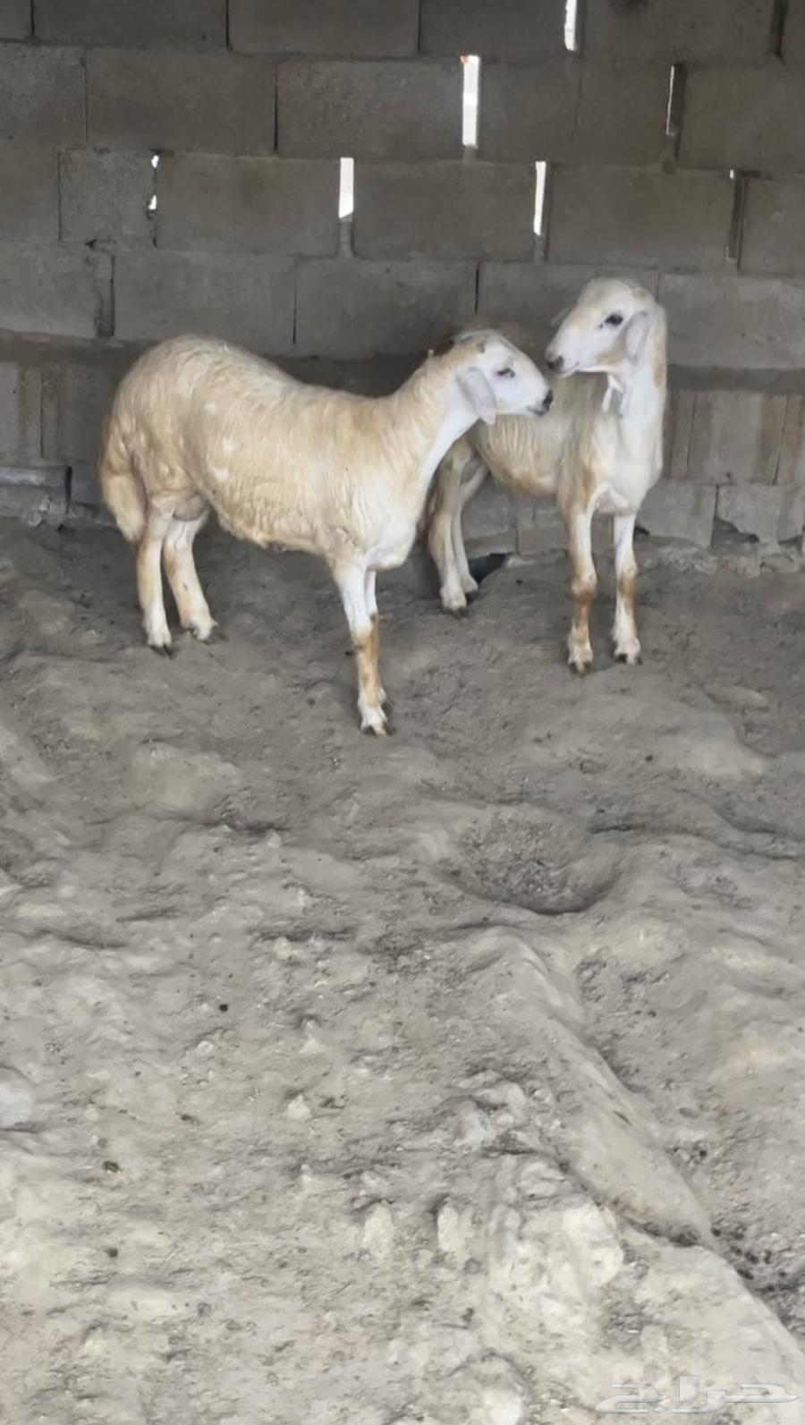 خرفان فل شحم( تم البيع)63212609085698112