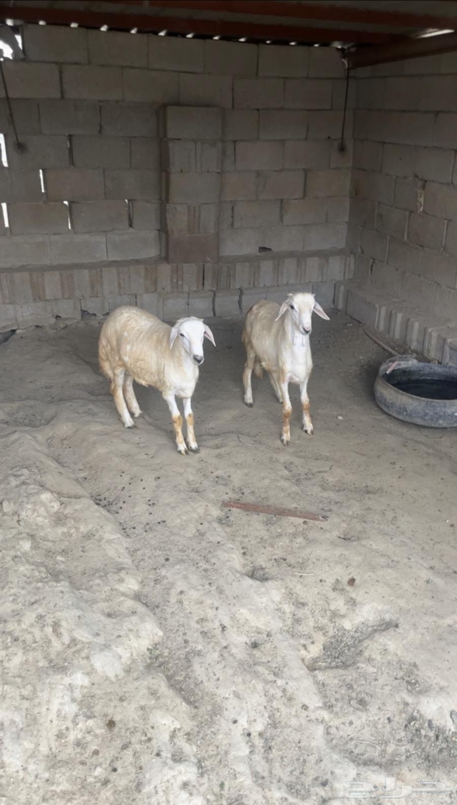 خرفان فل شحم( تم البيع)63212609085698113