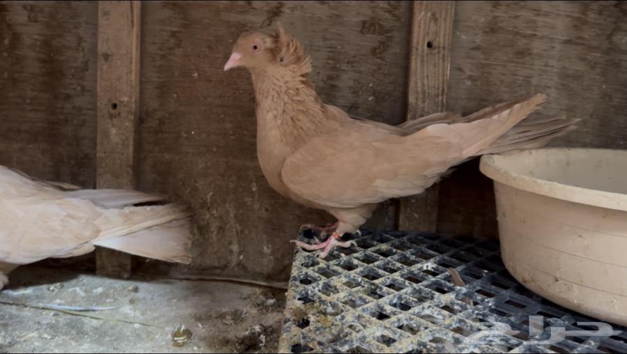 For sale: Egyptian-Maltese pigeon pair63212620178945114