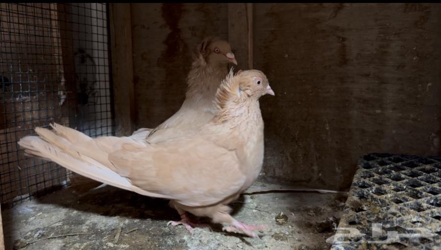 For sale: Egyptian-Maltese pigeon pair63212620178945112