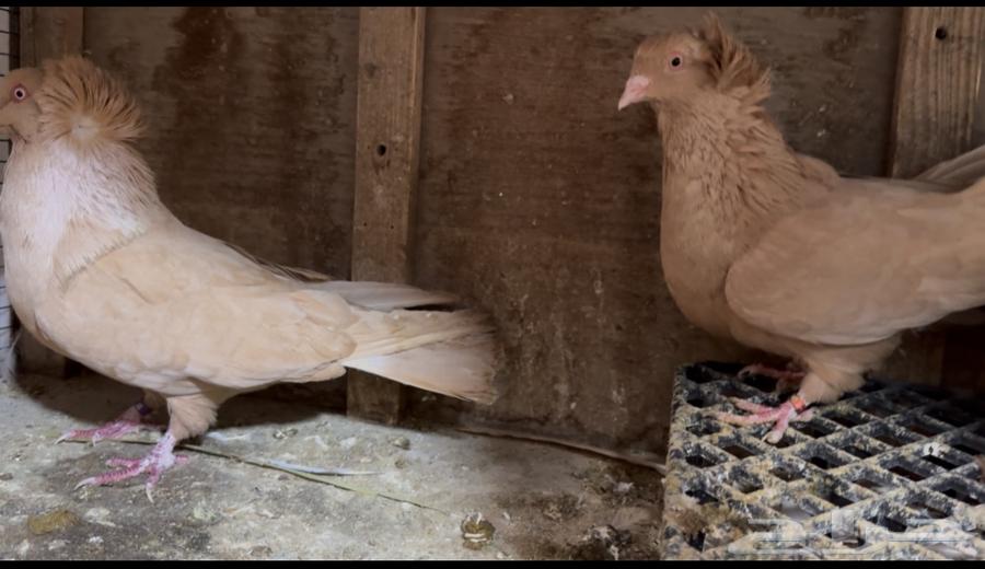 For sale: Egyptian-Maltese pigeon pair63212620178945111