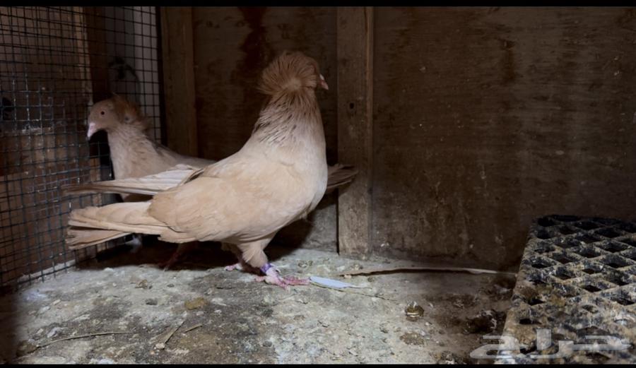 For sale: Egyptian-Maltese pigeon pair63212620178945113