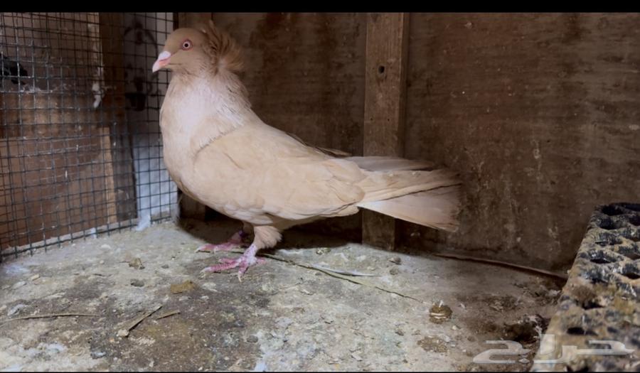 For sale: Egyptian-Maltese pigeon pair632126201789451112