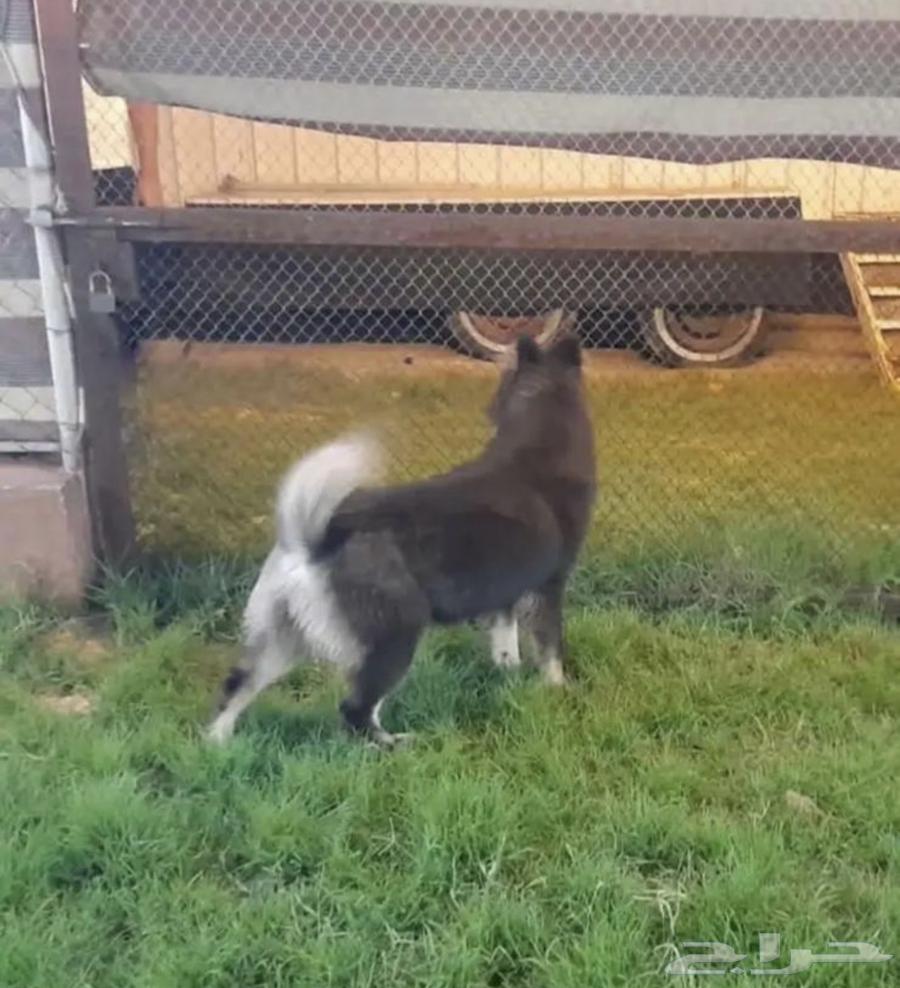 Husky at the door is pregnant63211641449858111
