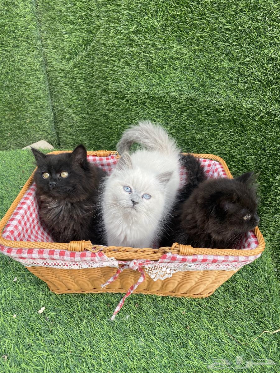 Shiraz cats and Himalayas63211126994690111