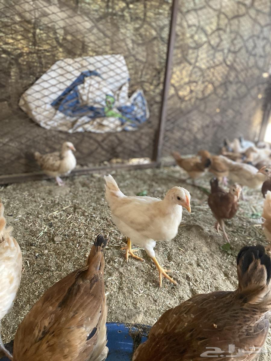 Local chicken chicks (sold, may God bless the buyer)63213134978947112