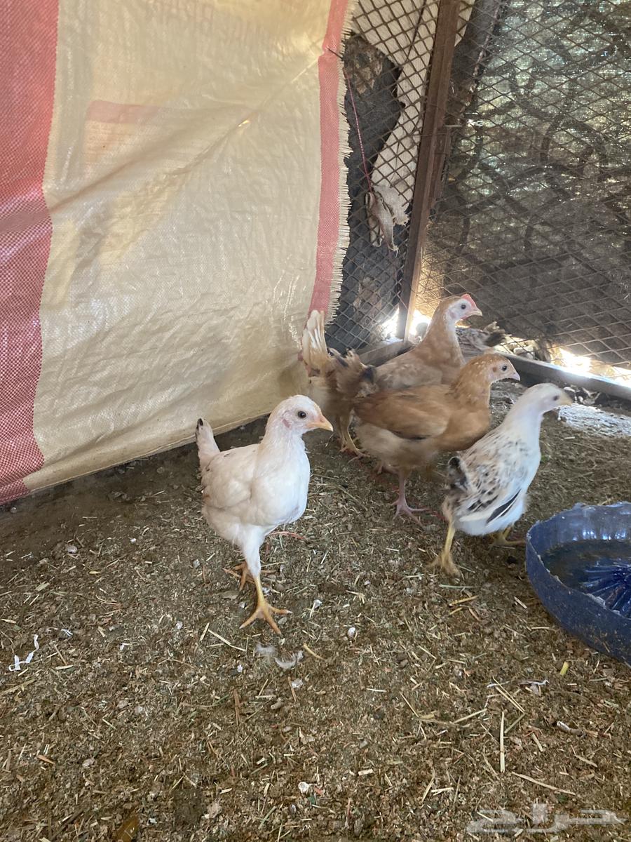 Local chicken chicks (sold, may God bless the buyer)63213134978947114