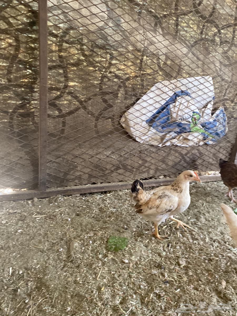 Local chicken chicks (sold, may God bless the buyer)63213134978947113