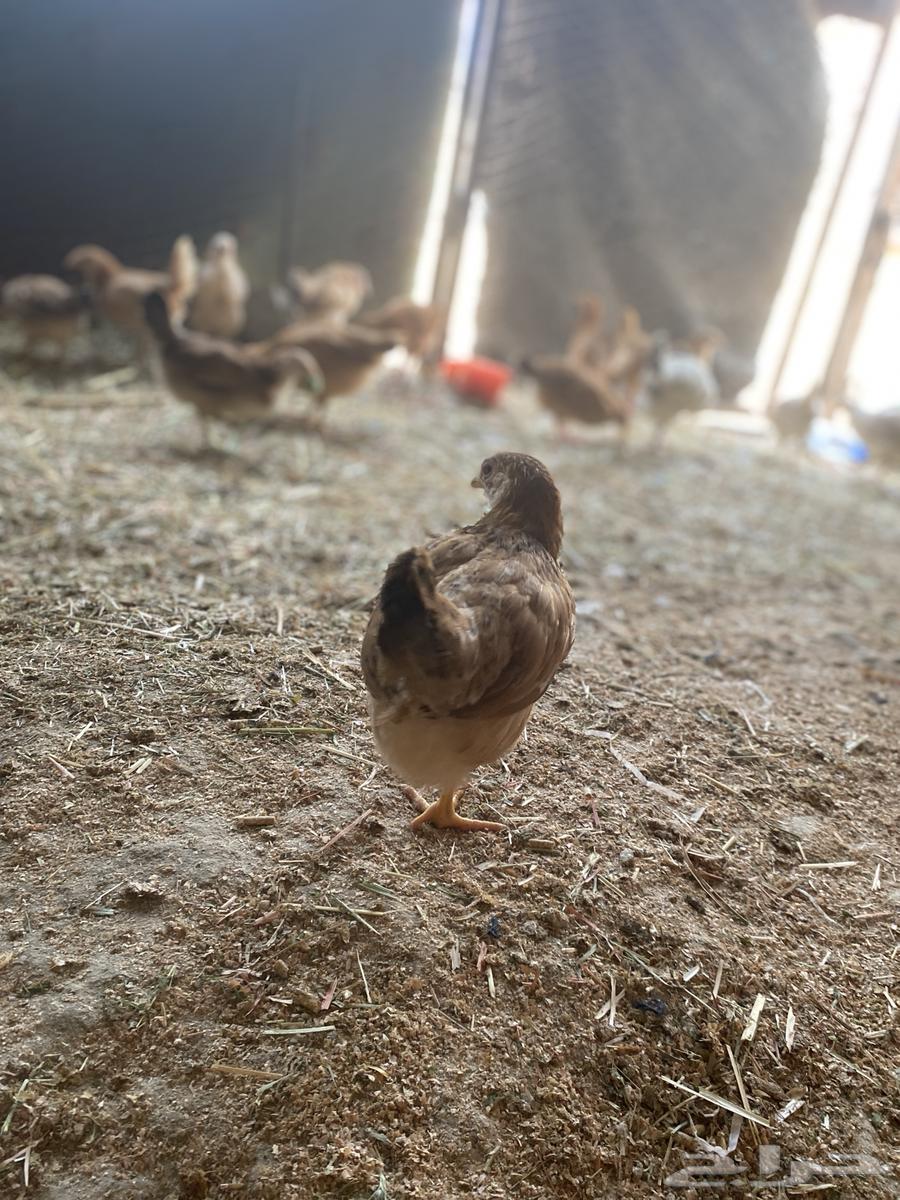 Local chicken chicks (sold, may God bless the buyer)63213134978947111