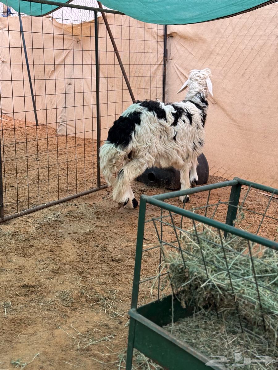 ذبائح البيع طيبه63213134683266113