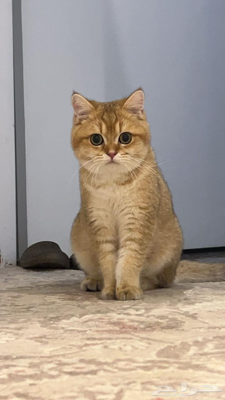 لعشاق سكوتش ستريت بيور - للبيع او التزاوج63092598934403116