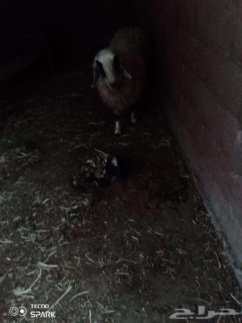 Naima the sheep63523534017667112