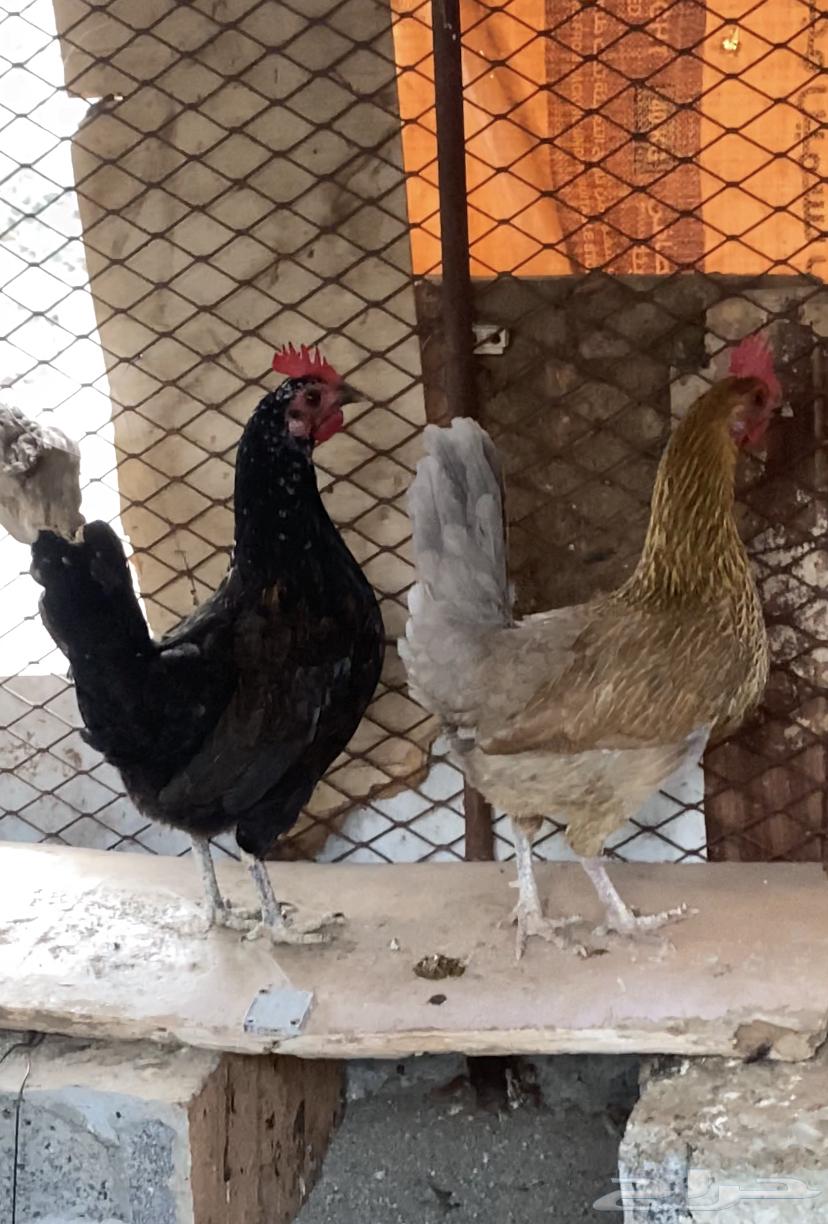 Local white and clean chicken and rooster, condition applied.63211110423810112