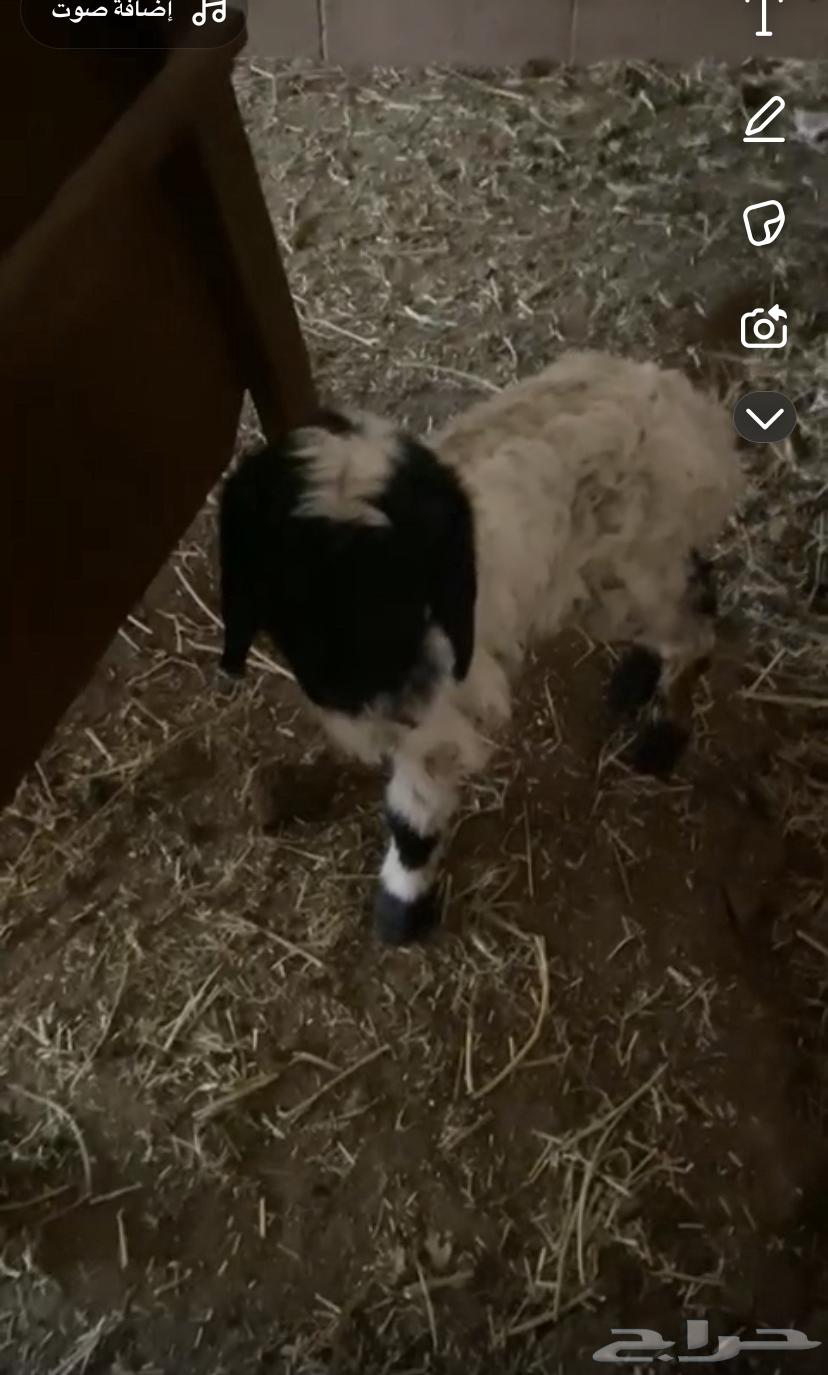 Naima the sheep63523534017667111