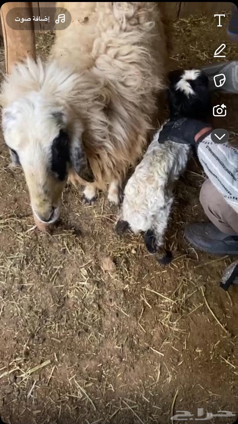 Naima the sheep635235340176671127
