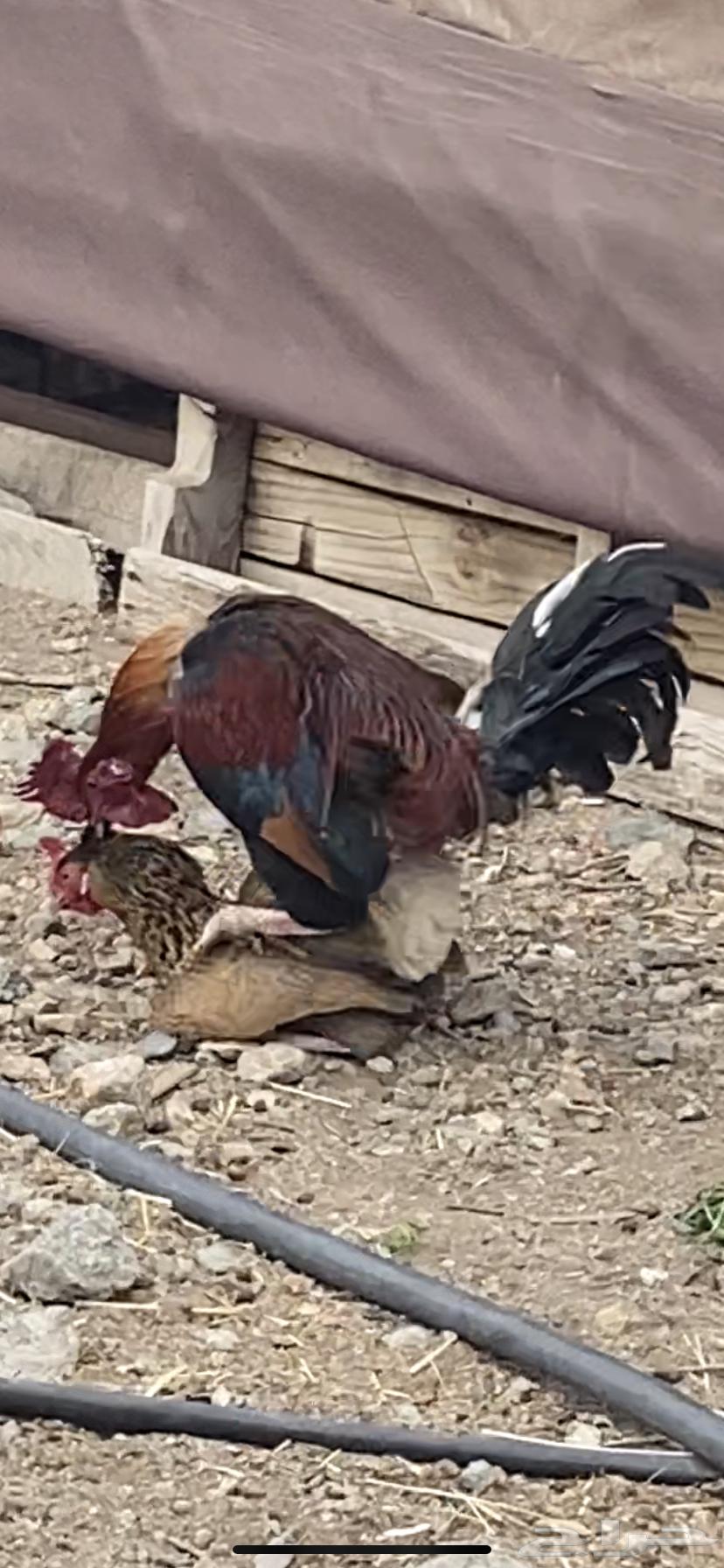 Local white and clean chicken and rooster, condition applied.63211110423810111