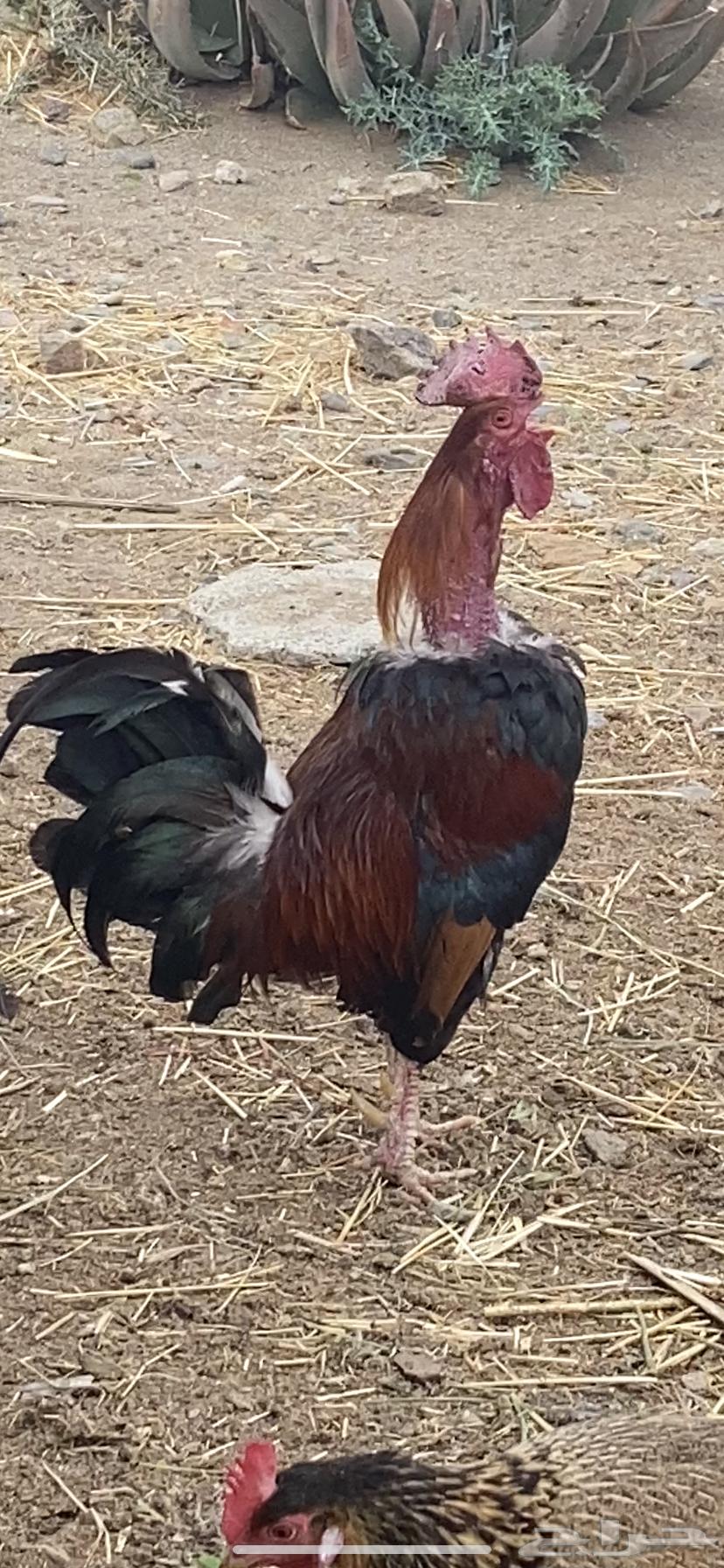 Local white and clean chicken and rooster, condition applied.63211110423810113