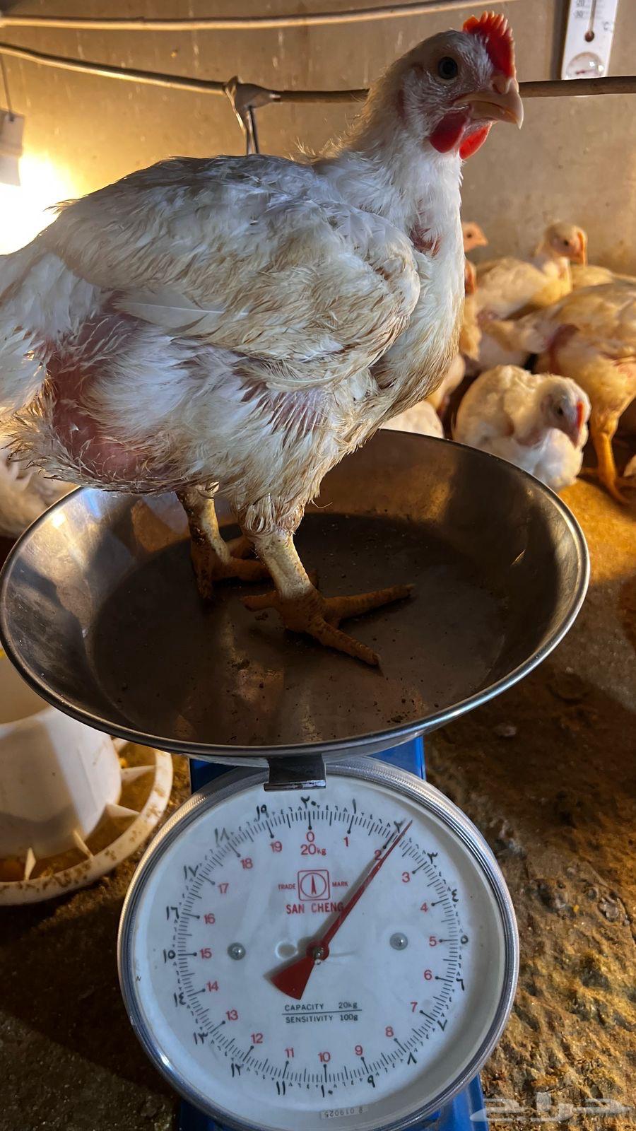 Broiler chicken63217567236865113