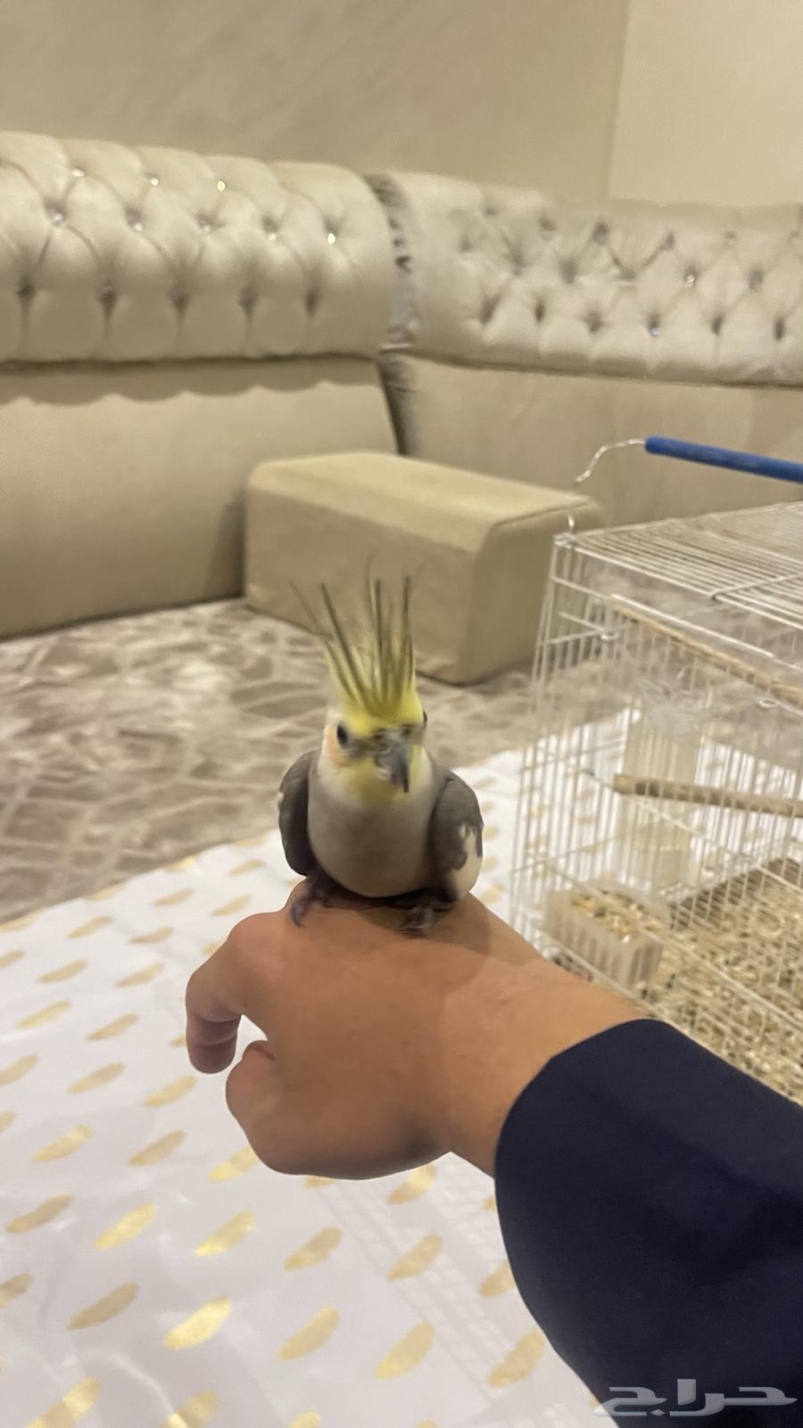 بغبغاء كروان63210064991875111