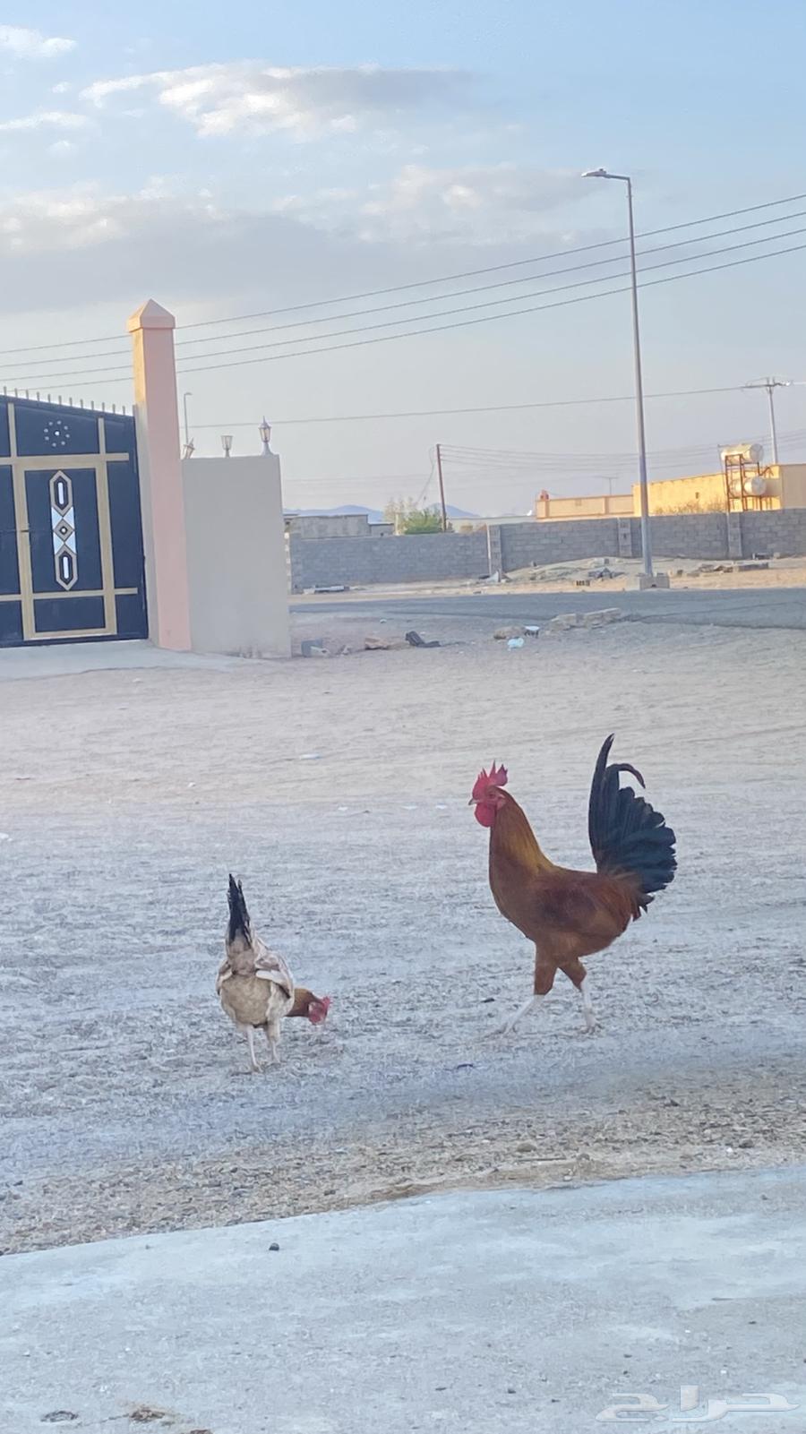 Rooster for sale, I give you my word, and God willing, the price is 30.63208111386882111
