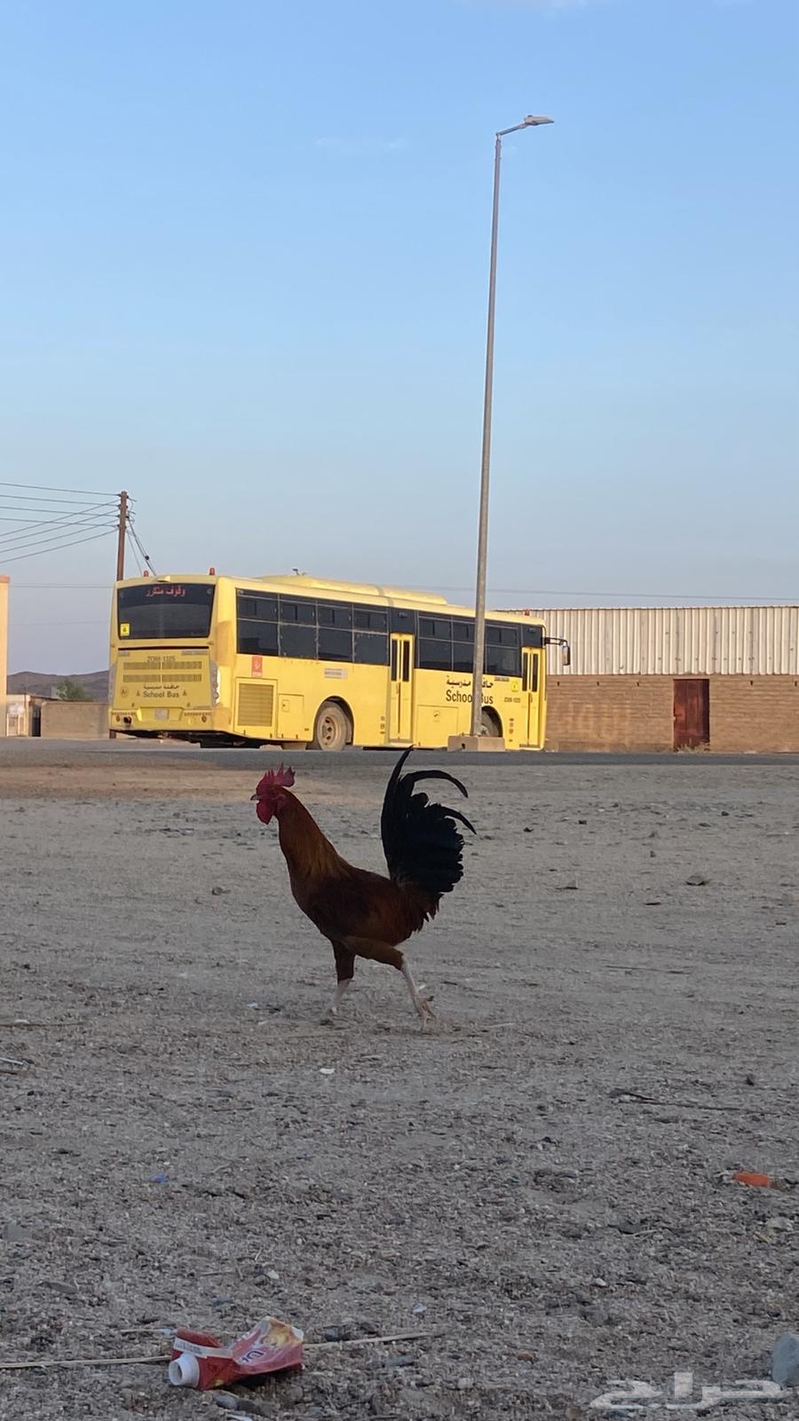Rooster for sale, I give you my word, and God willing, the price is 30.63208111386882112