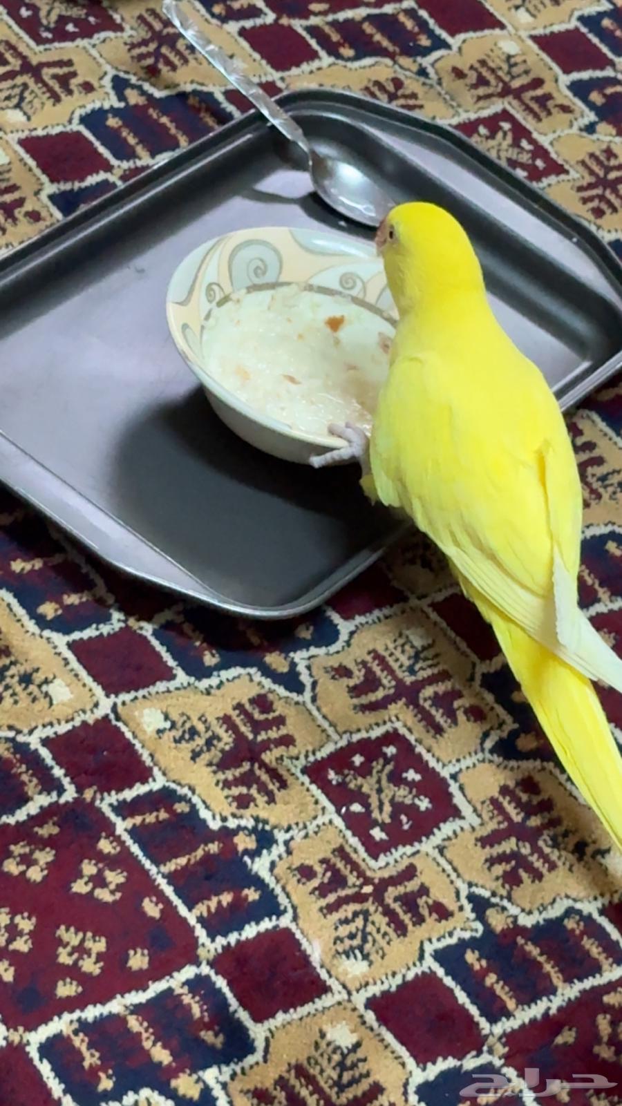 بغبغاء دره لاتينو صفرا تم البيع63219045556481114