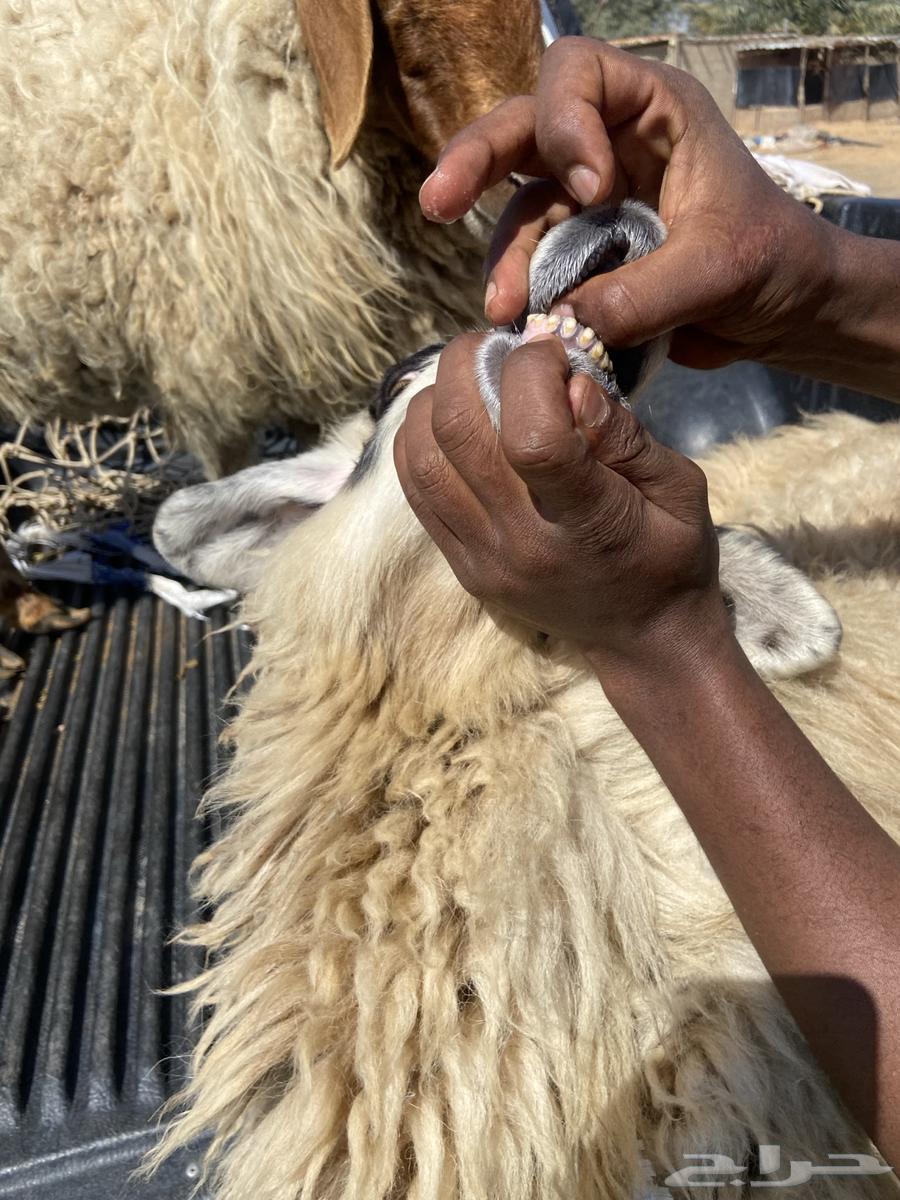 Naima the sheep63523534017667113