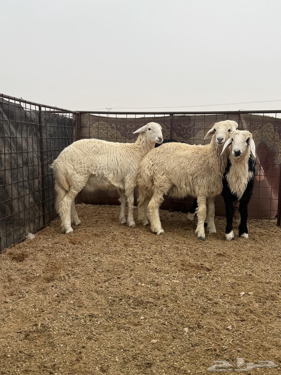 For sale, closed freedom rooster coop63209070908931112