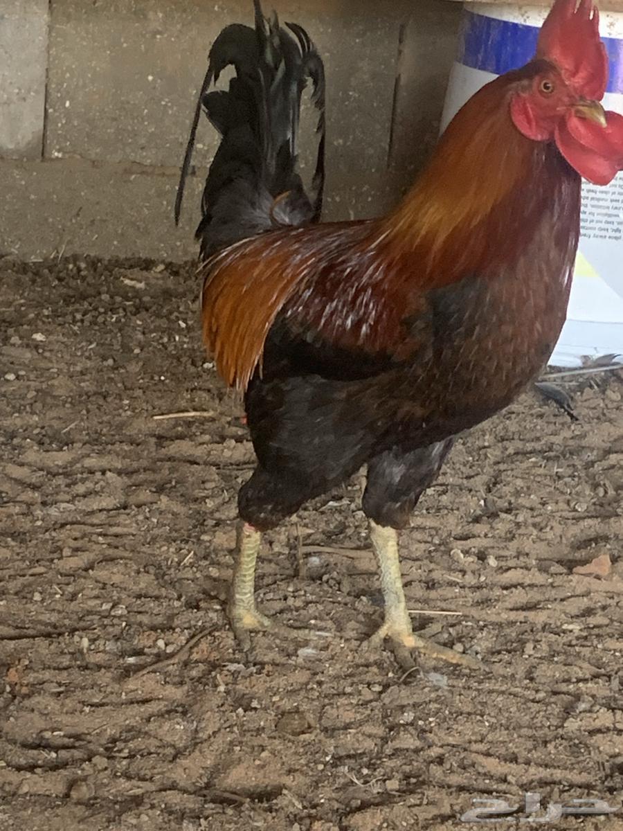 Red rooster63211135066243113