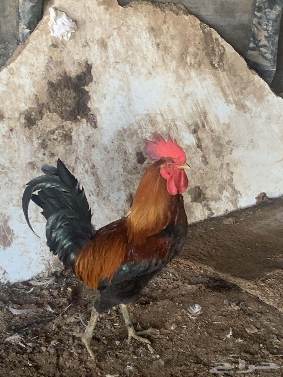 Red rooster63211135066243112
