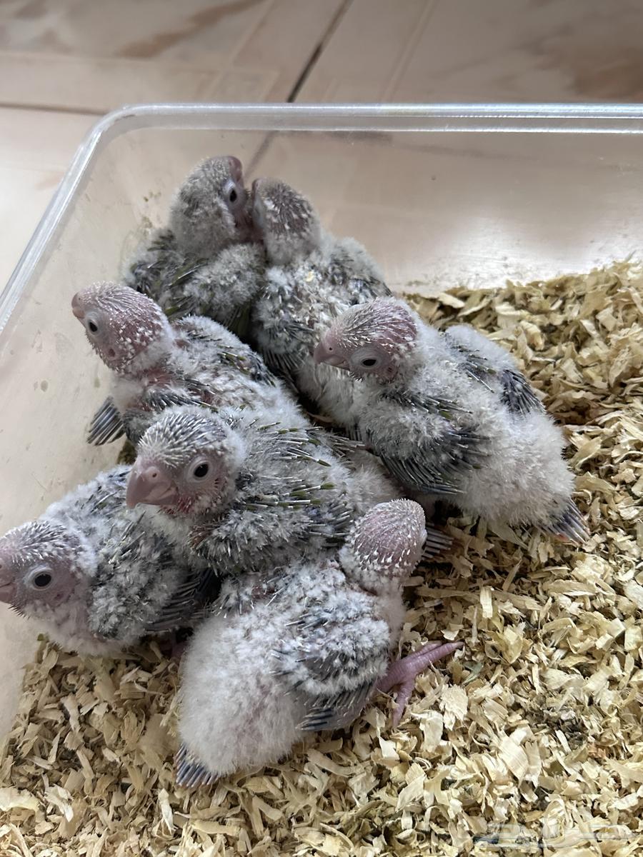 Pineapple junior chicken63211142490369111