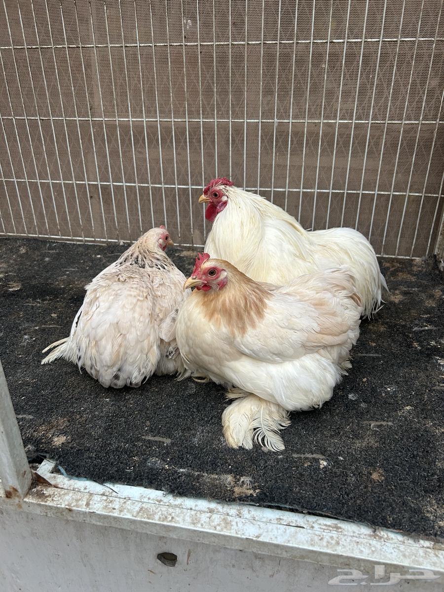 Chicken decoration Kochel63209063108865112