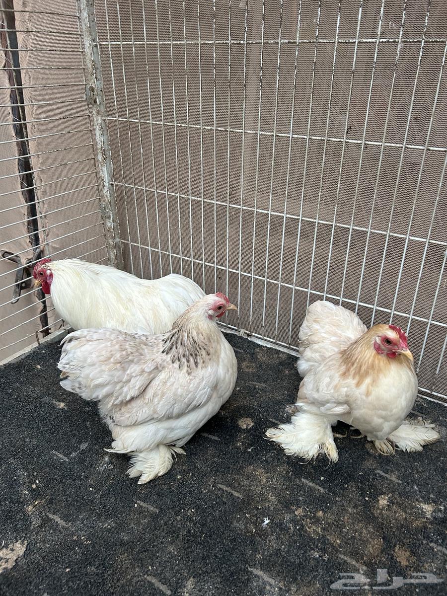 Chicken decoration Kochel63209063108865114