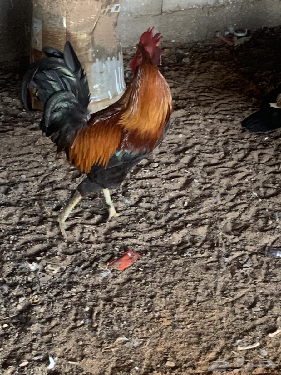 Red rooster63211135066243111
