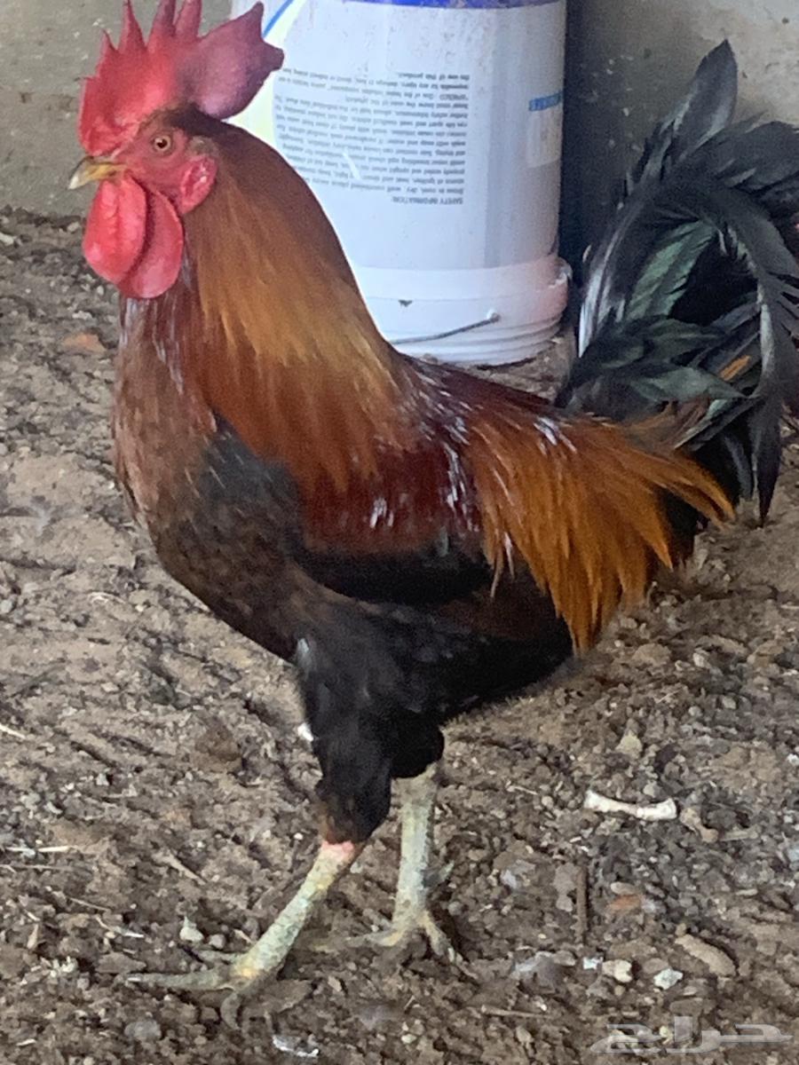 Red rooster63211135066243114