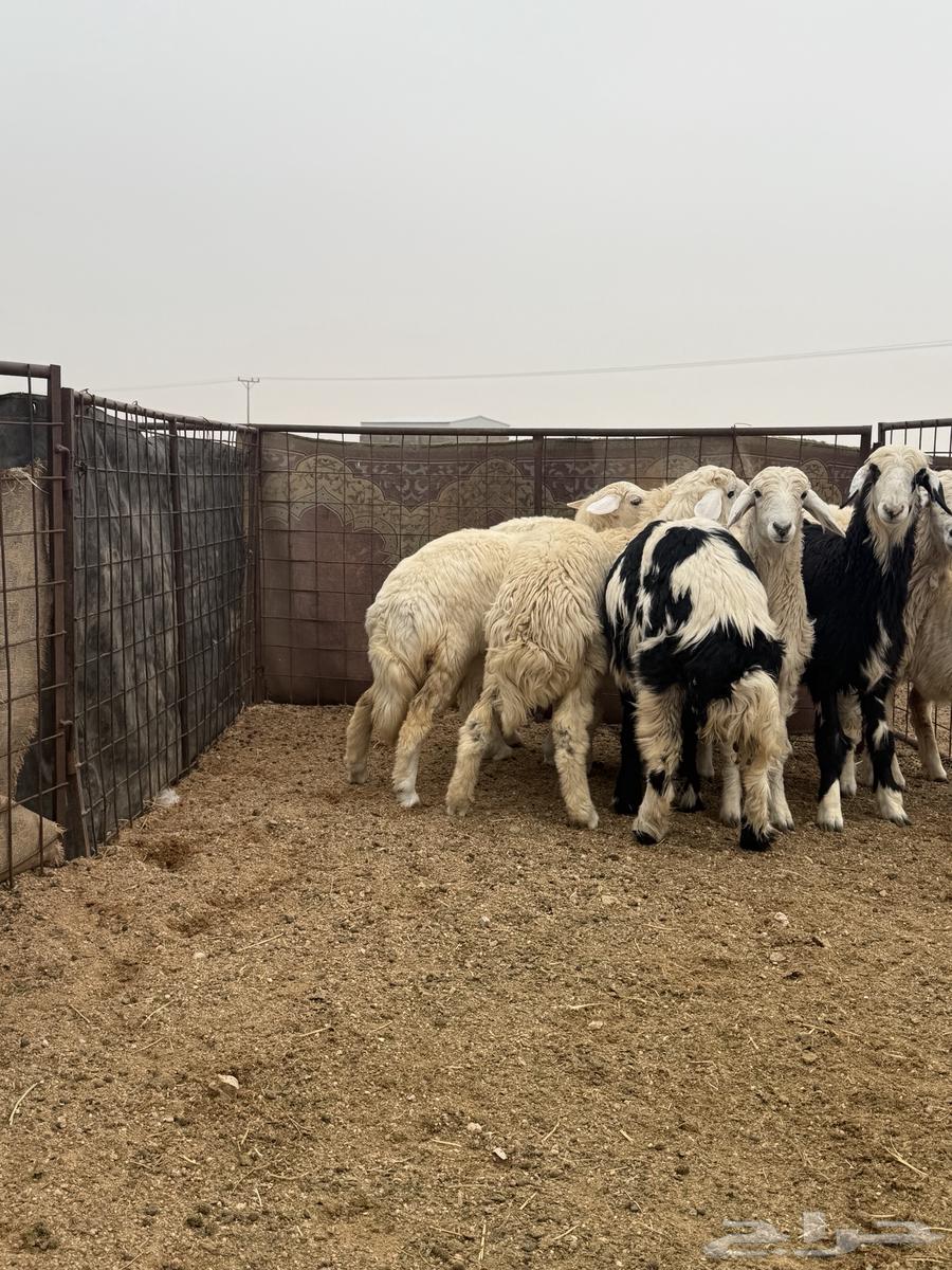 For sale, closed freedom rooster coop63209070908931111