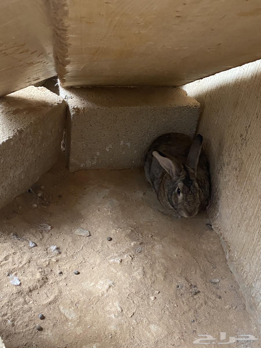 Rabbits for sale63209077981313111