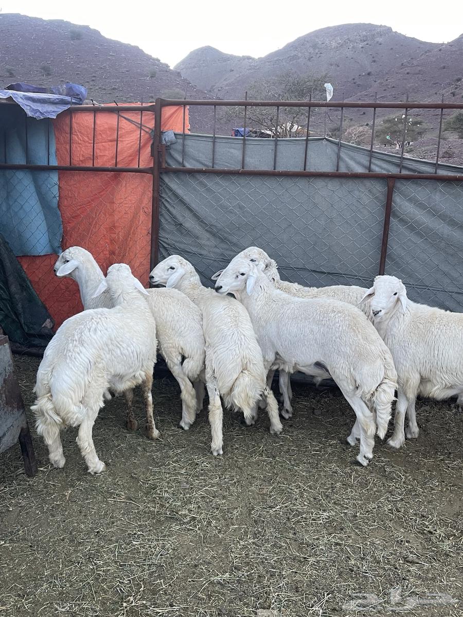 Jabra's sheep, not for sale anymore.63209071418113111