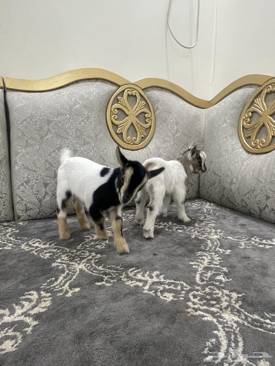 Dwarf goat63208107782531112