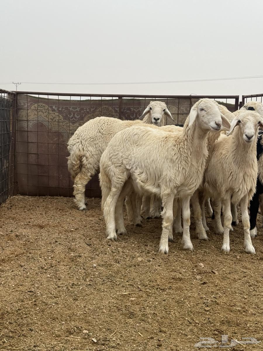For sale, closed freedom rooster coop63209070908931113
