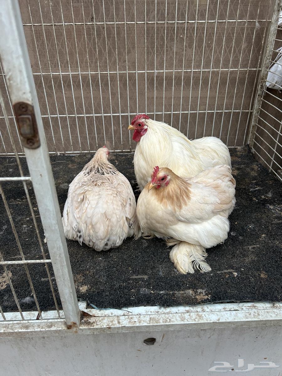 Chicken decoration Kochel63209063108865111