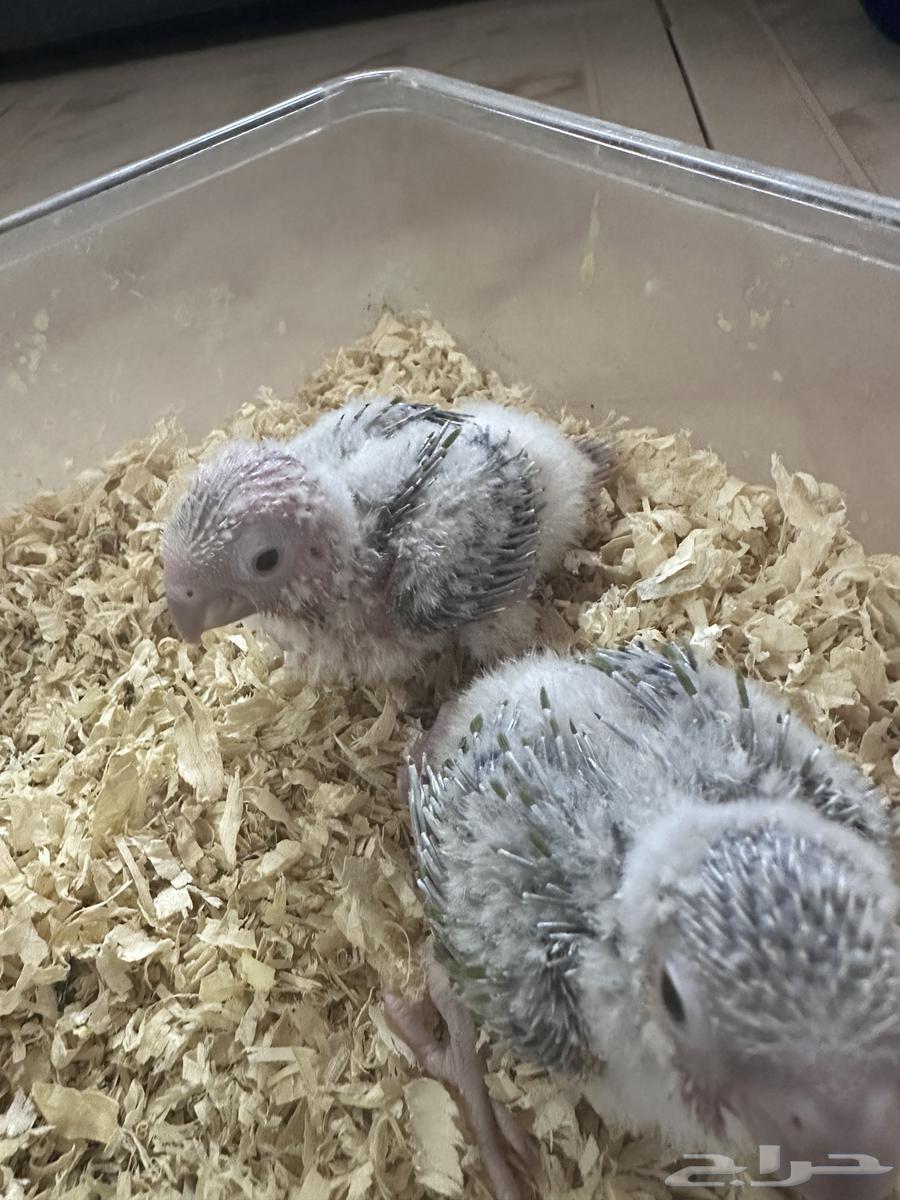 Pineapple junior chicken63211142490369113