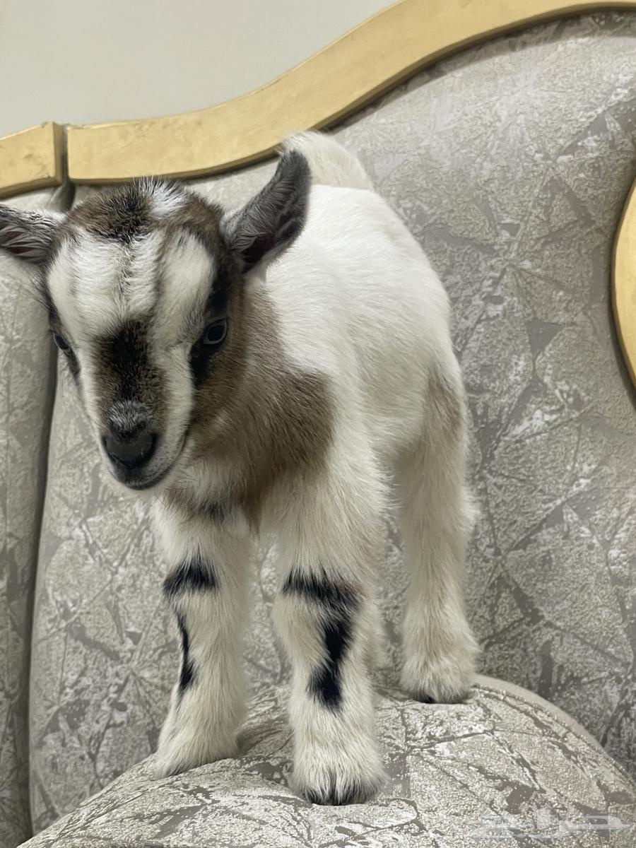 Dwarf goat63208107782531111