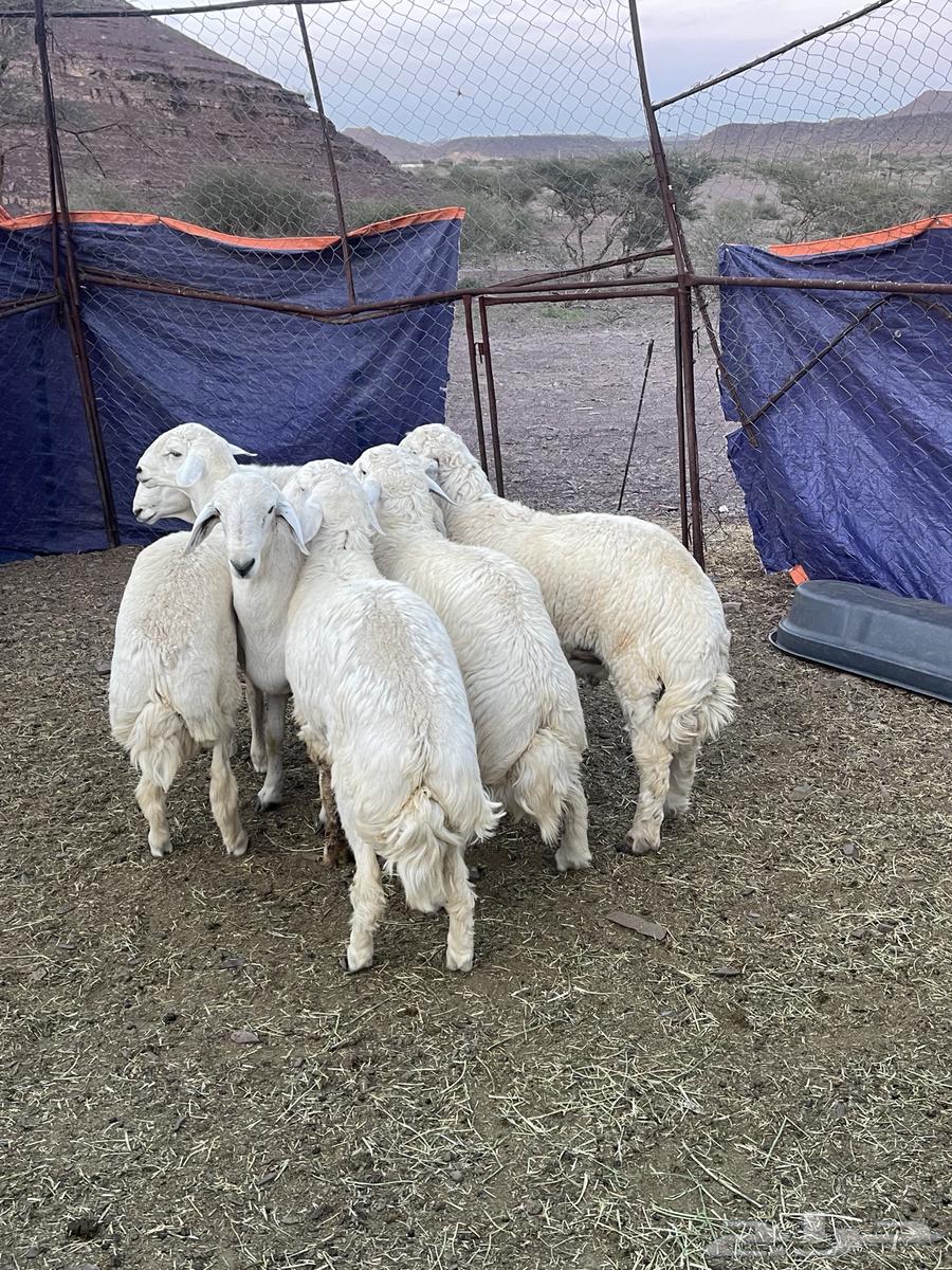 Jabra's sheep, not for sale anymore.63209071418113113