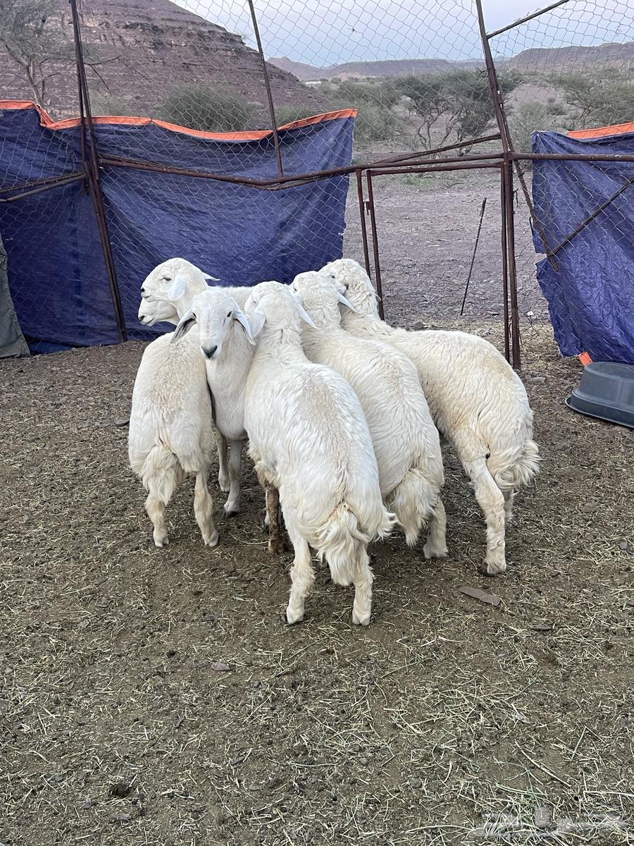 Jabra's sheep, not for sale anymore.63209071418113112